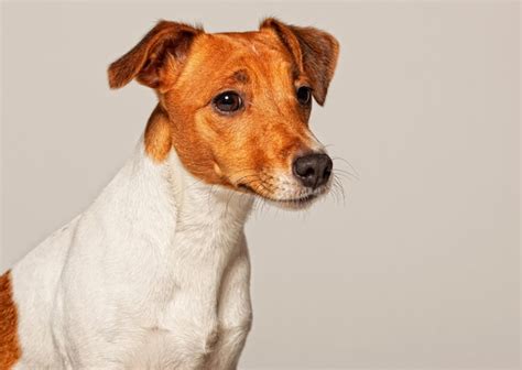 Jack Russell Terrier Foto Premium