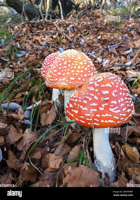 Splendid Specimens Of Amanita Muscaria Grow In The Cool Alpine