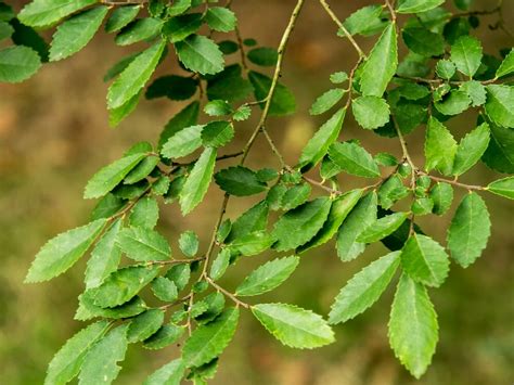 Ulmus Parvifolia Chinese Elm Hello Hello Plants