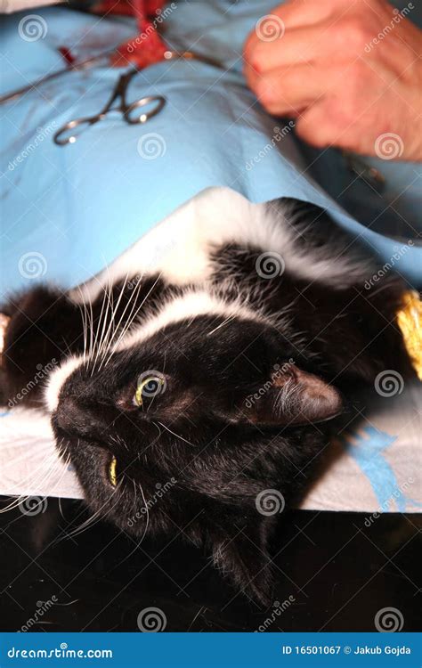 Cat Castration Stock Image Image Of Operating Detail