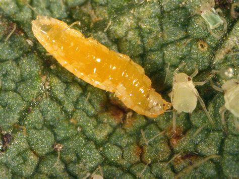 Looping Worms And Sweat Bees Seen In Corn No Till Farmer