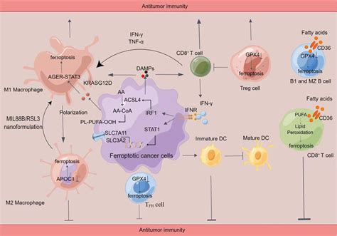 Crosstalk Between Immune Cells And Ferroptosis By Figdraw Induction Of