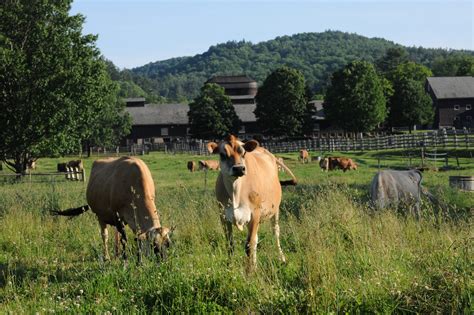 Dairy Farm - Billings Farm and Museum - Woodstock, VT farms