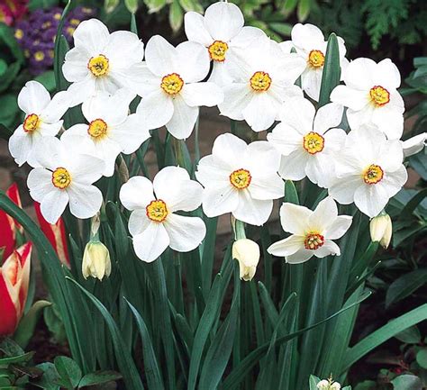 Des plantes pour votre jardin résistant à la sécheresse Retrouvez les