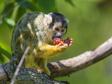 The Endangered Titi Titi Conservation Alliance