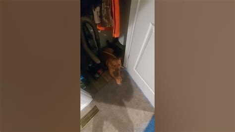 Helping My Best Friend Come Out Of The Closet Cute Dogs