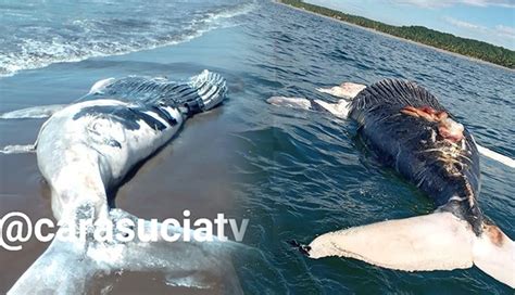 Pescadores Encuentran Muerta Cría De Ballena Jorobada En Playa De Ahuchapán Diario El Mundo