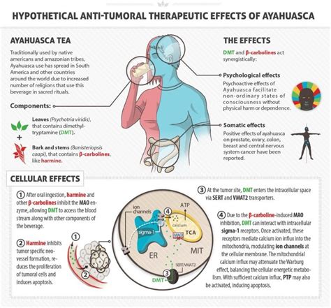 4 Scientific Benefits of Ayahuasca + Side Effects - SelfHacked