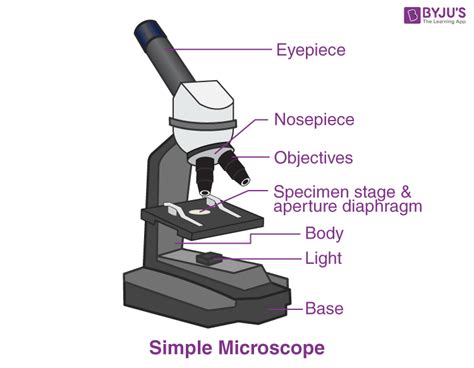 😝 Compound light microscope diagram and functions. Compound Microscope ...