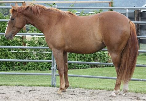 Aqha Filly Nu Chex To Cash Gunnatrashya Shining Spark