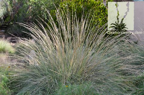 Deer Grass Muhlenbergia Rigens Civano Nursery