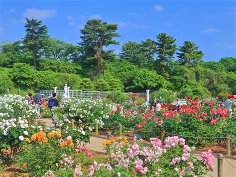 生田緑地ばら苑 ｜ 川崎市観光