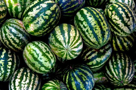 history  watermelons  watermelon