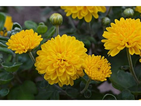 Yellow Chrysanthemum Meaning - Harvest Indoor