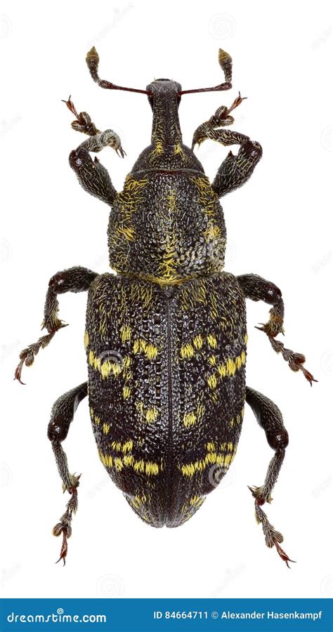 Large Pine Weevil On White Background Stock Image Image Of Animal