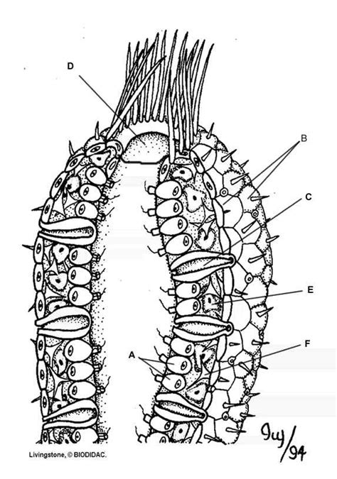 Sponge Diagram Diagram Quizlet