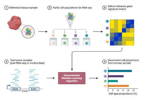 Bulk RNA Sequencing Deconvolution BioRender Science Templates