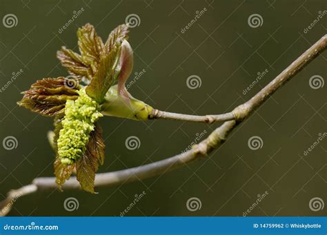 Flor Del Sicómoro Pseudoplatanus De Acer Foto de archivo Imagen de