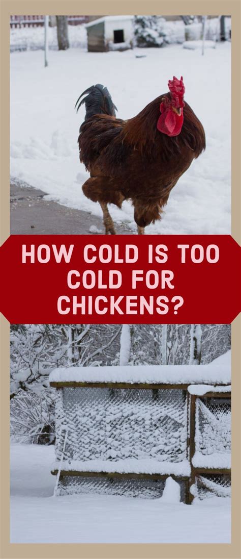 How Cold Is Too Cold For Chickens Chickens In The Winter Backyard