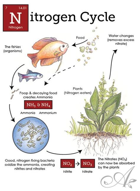 How To Fix Ammonia Spike In A Cycled Tank Pet Fish Tank