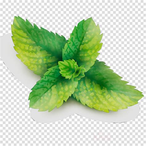 Mint Leaf Vector At Vectorified Collection Of Mint Leaf Vector