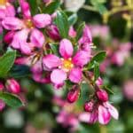 Escallonia - planting, pruning, and caring for escallonia