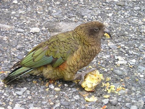 New zealand,kea,parrot,bird,free pictures - free image from needpix.com