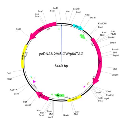 Plasmid Map