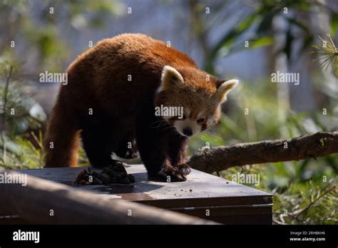 To Drink The Red Panda Dips Its Paw In A Puddle Or Stream And Then