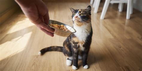 Changing Cat Food: How to Transition Your Cat to New Food | Purina US