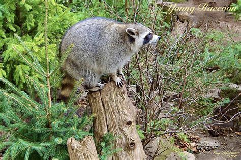 RACCOON RATON LAVEUR Flickr