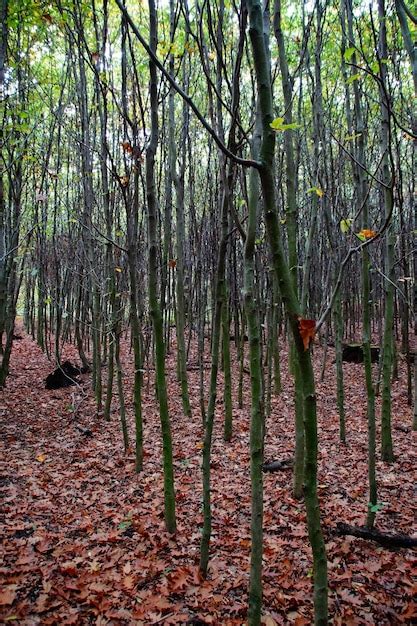 Rvores Que Crescem Na Floresta Foto Premium