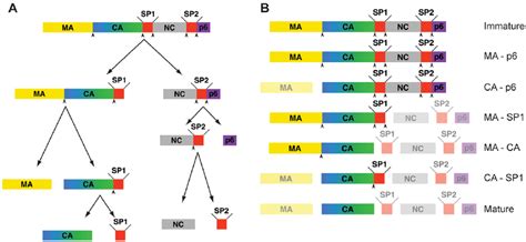 Steps In Hiv 1 Proteolytic Maturation And Variants Analysed A Download Scientific Diagram