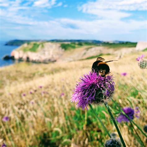 We are celebrating... - Torbay Coast and Countryside Trust