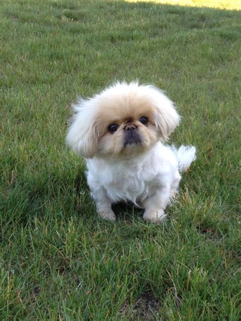 Pekingese Puppy Pekingese Puppies Pekingese Dogs Cute Dogs