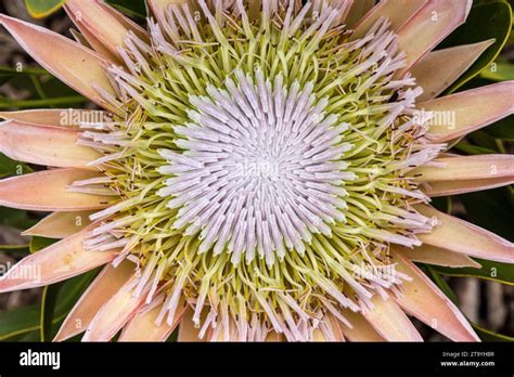 Closeup Of A King Protea Flower Protea Cynaroides Flower Showing