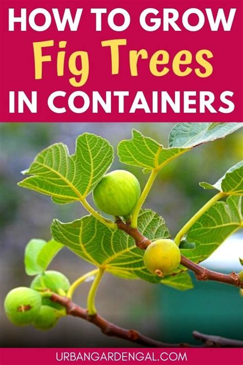 How To Grow Fig Trees In Pots Fig Fruit Tree Fig Tree Plant Growing Fig Trees