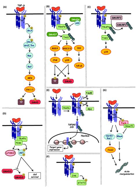 Smad Signaling Pathway