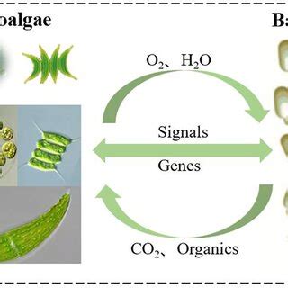 Removal of nutrients from wastewater by the algal-bacterial symbiotic ...