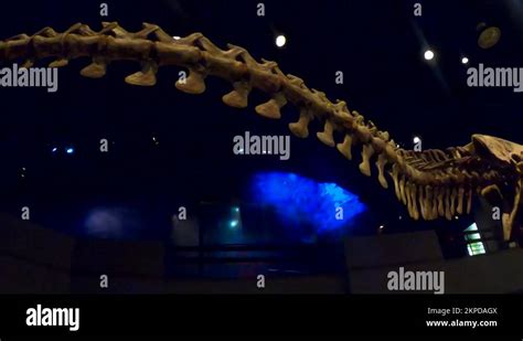 Tyrannosaurus skeleton Stock Videos & Footage - HD and 4K Video Clips ...