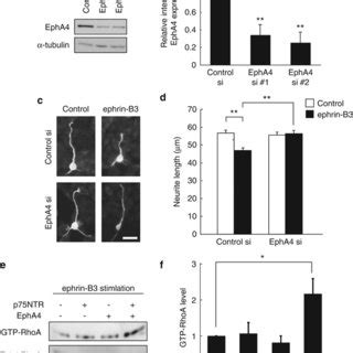 Ephrin B Inhibits Neurite Extension Via P Ntr Signaling A The