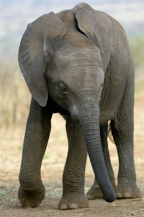 African Elephant Photograph By Tony Camacho Fine Art America