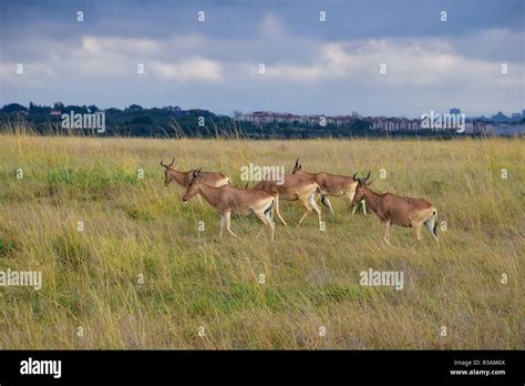 Everything Pales in comparison to deer Stock Photo - Alamy