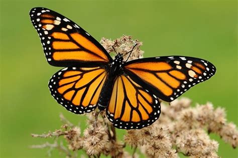 Cómo Son Las Mariposas Características De Las Mariposas