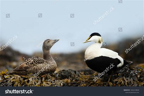 Iceland Eider Duck Photos and Images & Pictures | Shutterstock