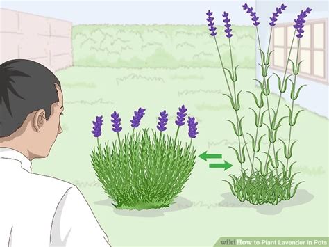 How To Plant Lavender In Pots Steps With Pictures Artofit