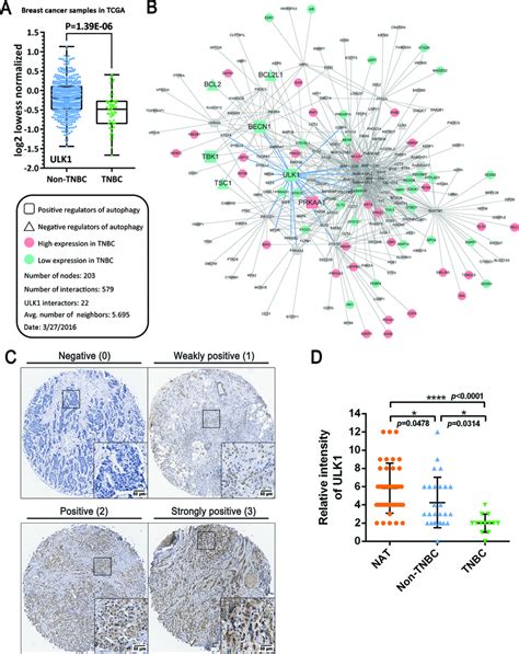 Identification Of Ulk Is Remarkably Downregulated In Tnbc A Ulk