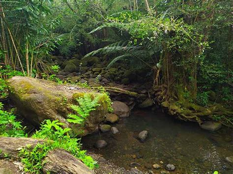 Top 4 Things to Do at Manoa Falls Honolulu