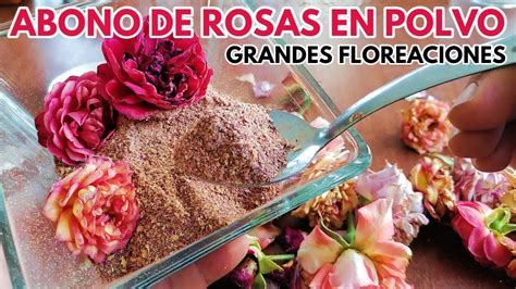 Abono De Rosas Para Tener Muchas Flores Chuyito Jardinero YouTube