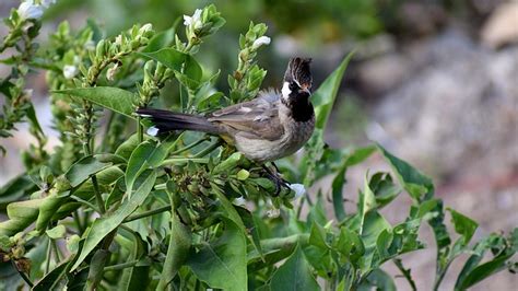 Bulbul Bird Animal - Free photo on Pixabay - Pixabay